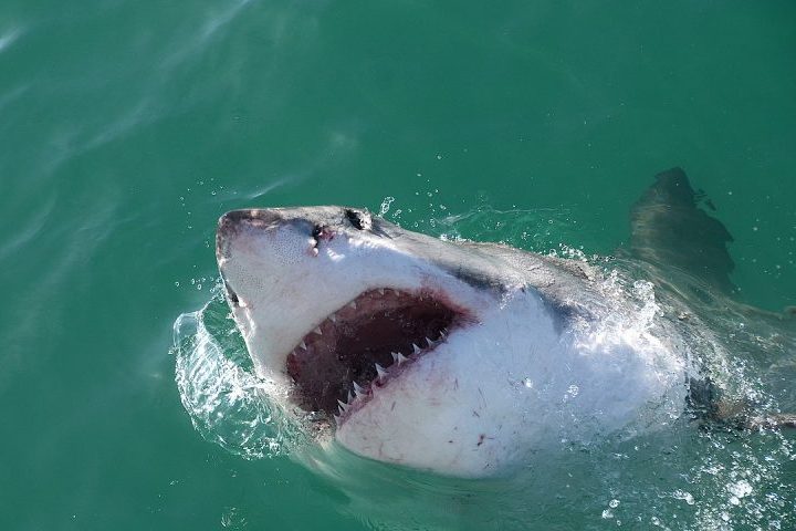 Os tubarões-brancos são reconhecidos por sua impressionante força, tamanho — podendo atingir mais de 6 metros — e pela eficiência como caçadores.