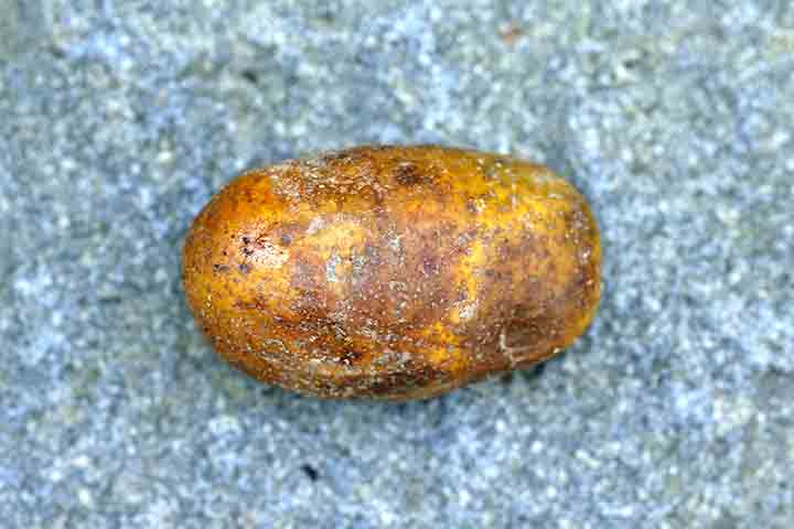 O potássio presente nesta fruta auxilia no controle da pressão arterial e na redução do risco de doenças cardiovasculares. Esse alimento evita danos à células saudáveis e ajuda a prevenir o surgimento do câncer e a regulação do açúcar no sangue.