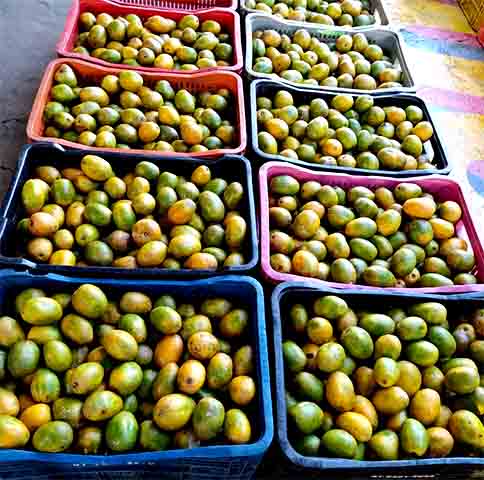 É fonte de vitamina C, importante para a imunidade, e de minerais como cálcio, fósforo e ferro, essenciais para a saúde óssea e muscular. 