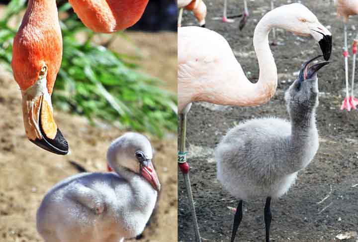 Atualmente, existem seis espécies de flamingos: flamingo-americano, flamingo-chileno, flamingo-da-puna, flamingo-grande-dos-andes, flamingo-vermelho e flamingo-menor.
