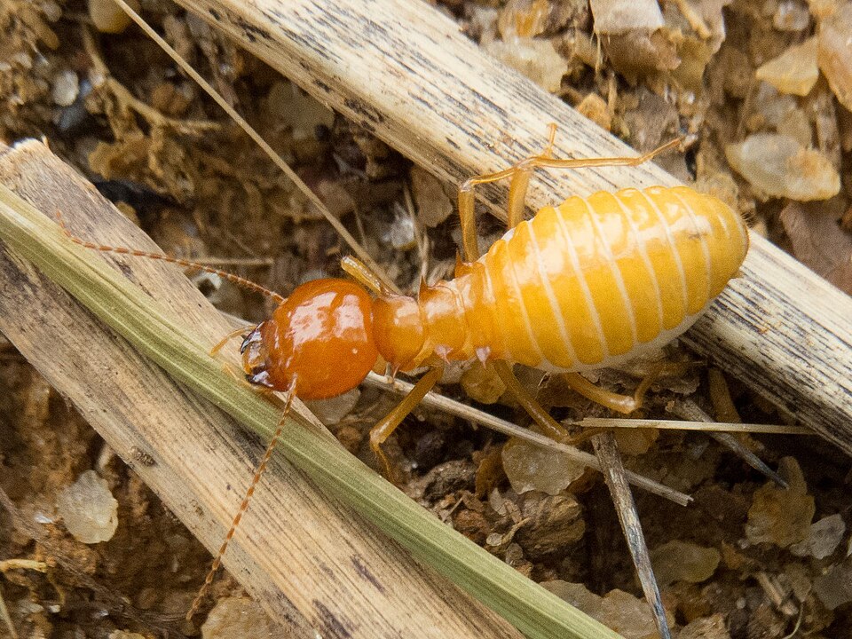 O primeiro passo ao identificar sinais de infestação - como a presença de pequenas asas no chão, ruídos dentro da madeira ou o aparecimento de um pó fino semelhante a serragem - é não tentar resolver o problema de forma isolada. 
