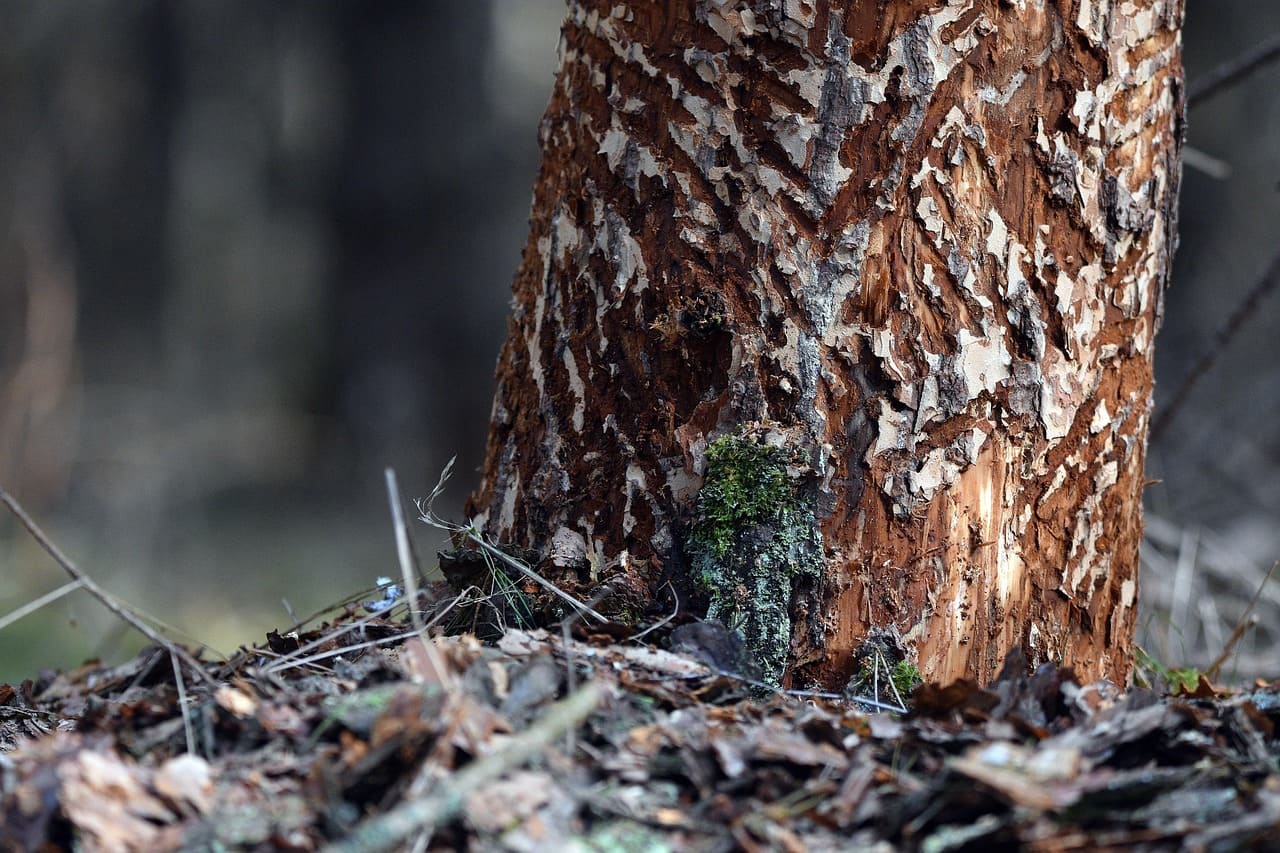 Em florestas tropicais e savanas, há espécies que constroem complexas estruturas subterrâneas e túneis, fundamentais para a circulação de ar e a regulação da umidade do terreno. Ecologistas costumam compará-los a “engenheiros do ecossistema”, já que seu trabalho beneficia inúmeras outras espécies.

