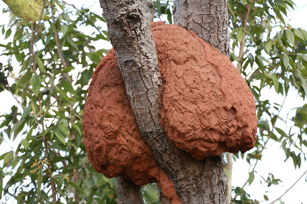 Esse processo acelera a decomposição e devolve nutrientes ao solo, contribuindo para a fertilidade e o crescimento de novas plantas. Além disso, suas galerias subterrâneas aeram o solo, melhorando a infiltração da água e favorecendo o desenvolvimento da vegetação.
