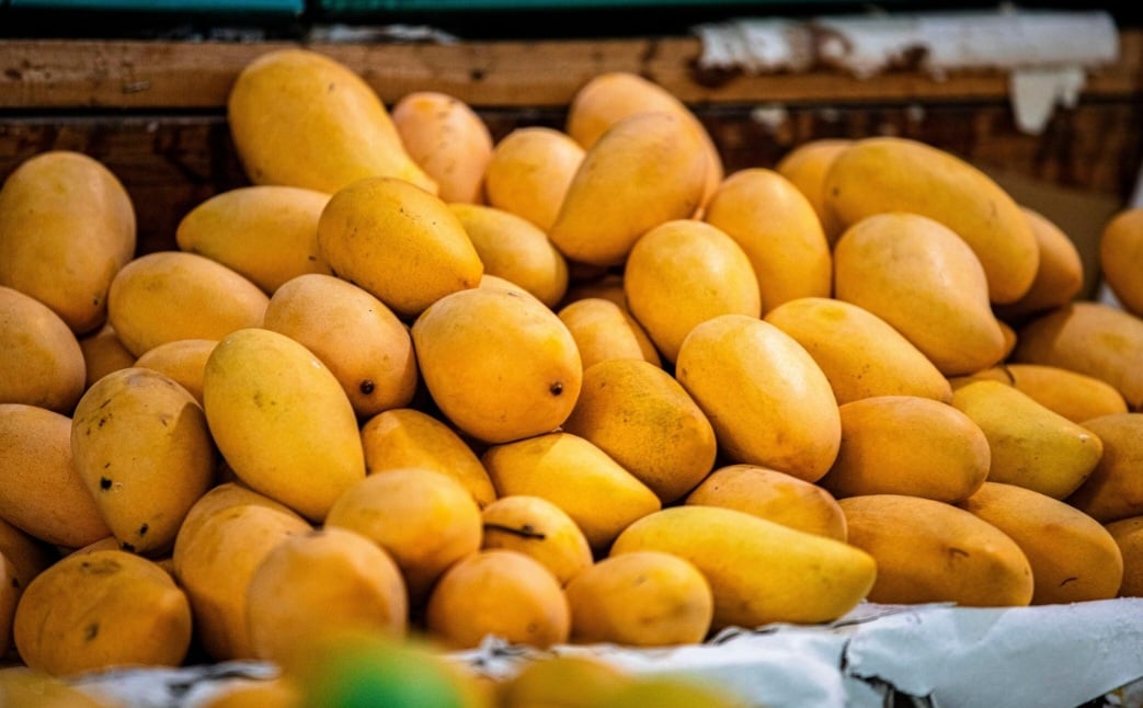 Fruta tropical e refrescante, a manga é considerada a rainha deste tipo de alimento na Índia e é, em algumas culturas, símbolo de prosperidade, boa sorte e amor. Com isso, ela pode trazer inúmeros benefícios à saúde e está presente na cultura, como no carnaval carioca.