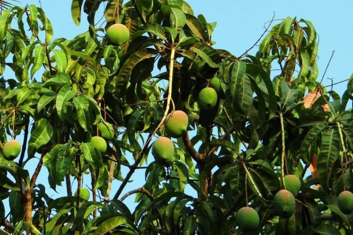 É o fruto da mangueira, árvore frutífera da família Anacardiaceae, nativa do sul e do sudeste asiático desde o leste da Índia até as Filipinas. Em seguida, foi introduzida com sucesso no Brasil, em Angola, em Moçambique, Portugal e Espanha.