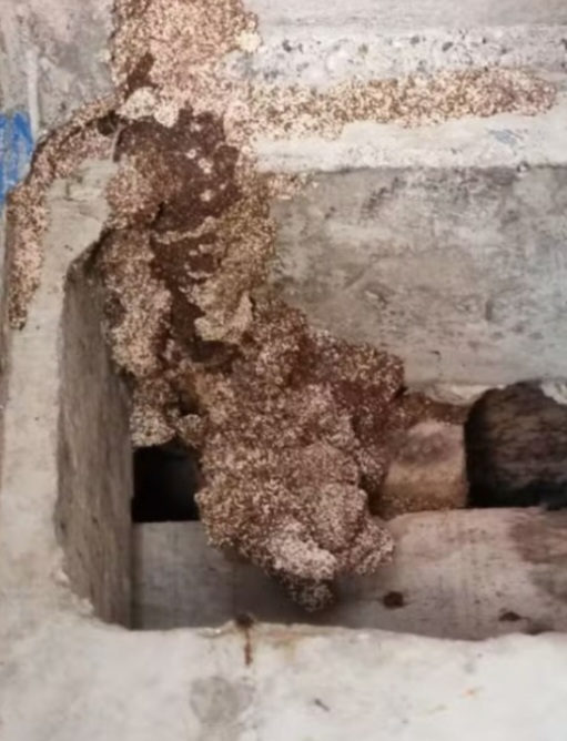 A remoção das madeiras só foi realizada depois do início da ação judicial, embasada em um laudo pericial que comprovou a relação direta entre os resíduos da obra e a infestação.
