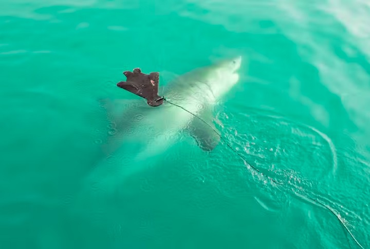 A cena foi presenciada por Mark Morgenthal, que relatou ter visto um enorme tubarão-branco atacar um surfista.
