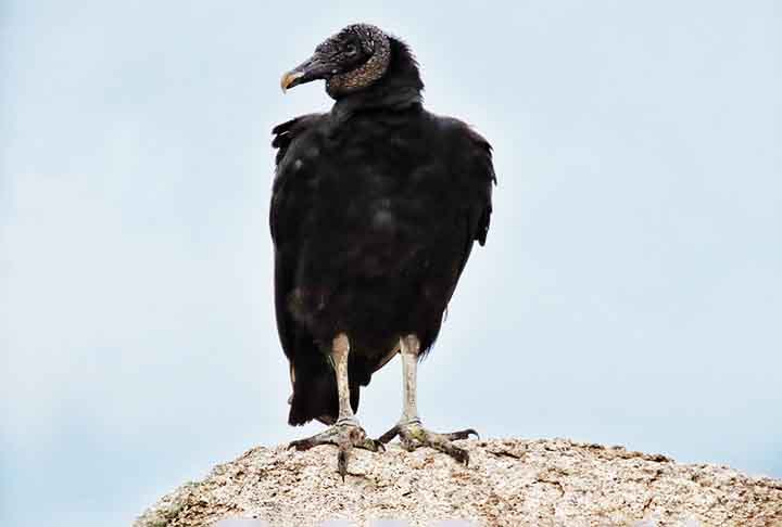 Os urubus são animais que não constroem ninhos. Para colocar seus ovos, utilizam fendas em penhascos ou árvores ocas. Nas grandes cidades, os urubus podem utilizar sacadas de prédios para colocar seus ovos.