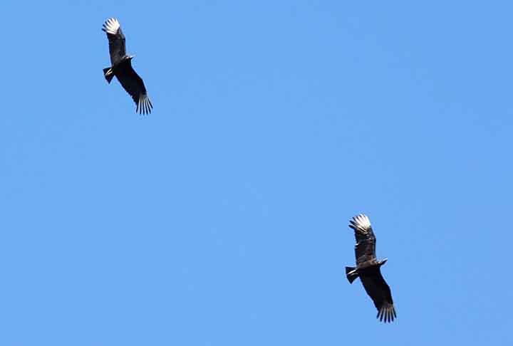Os urubus habitam zonas tropicais e semitropicais desde o México à Argentina. Além disso, estão presentes em todo território brasileiro, sendo um animal comum e bem conhecido. 