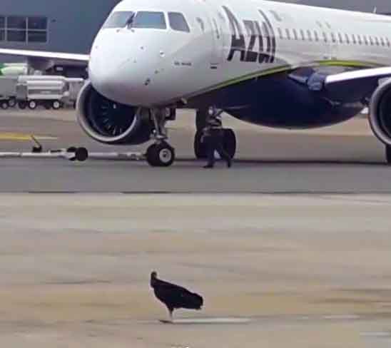 Desse modo, ao consumir animais mortos, os urubus ajudam a evitar a propagação de doenças, eliminando bactérias perigosas como as que causam botulismo e peste.