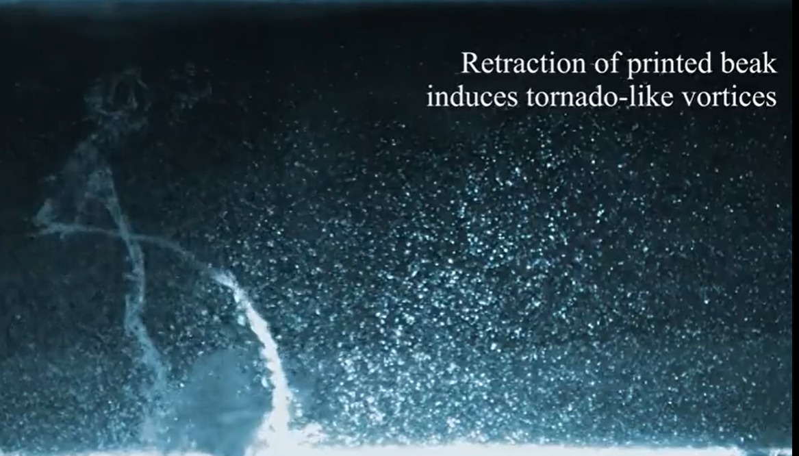 Os pesquisadores descobriram que os flamingos usam os pés para levantar o sedimento do fundo e impulsioná-lo para a frente em espirais que parecem até 'minitornados'. 