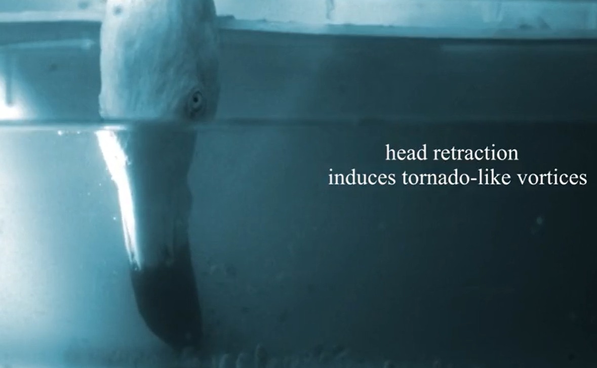 Com a cabeça dentro da água, usam seus bicos angulados para criar vórtices menores, que direcionam o alimento para a boca. Ali, eles são filtrados, e somente o material comestível é engolido.