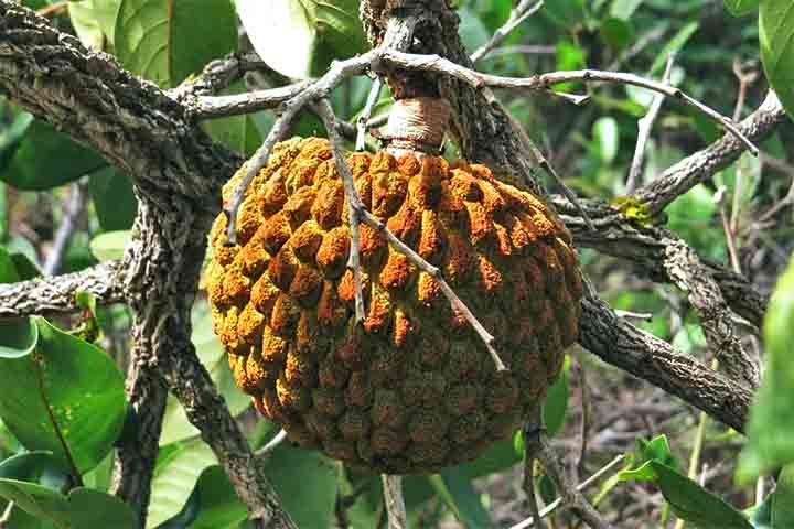Símbolo de resistência no Cerrado, o marolo perdeu espaço com a ascensão do café no Brasil, porém voltou a ter destaque nos anos 1980. Conhecido por suas propriedades anti-inflamatórias, o fruto faz parte da identidade de Paraguaçu, município do sul de Minas.
