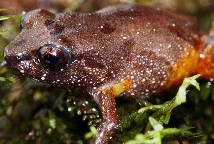 “Logo que chegamos, ouvimos o canto de um sapinho que era claramente novo, pelo menos para nós. E desde os primeiros momentos tentamos encontrar o emissor daquele canto,  relatou o biólogo Antoine Fouquet em entrevista ao Jornal da USP. 