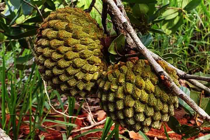 Assim, vale destacar que a polpa do marolo é amarelo-clara, espessa, macia e tem um sabor que lembra o doce de frutas tropicais com um toque terroso.