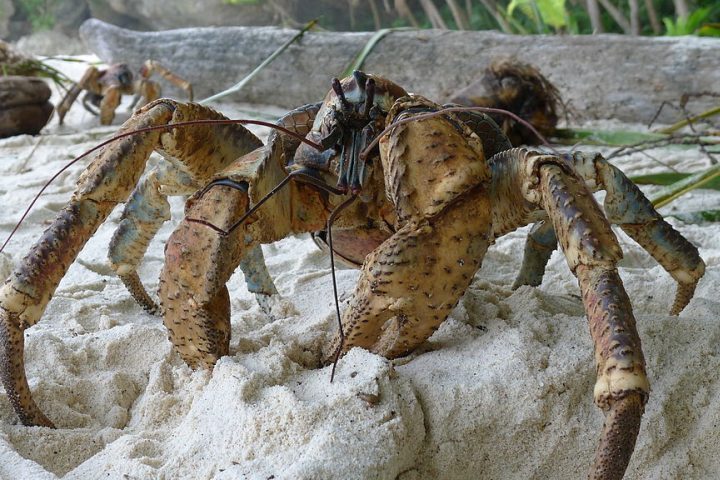 Além de cocos, sua dieta é bastante variada: inclui frutas, nozes, folhas, carniça, pequenos animais e até caranguejos menores.