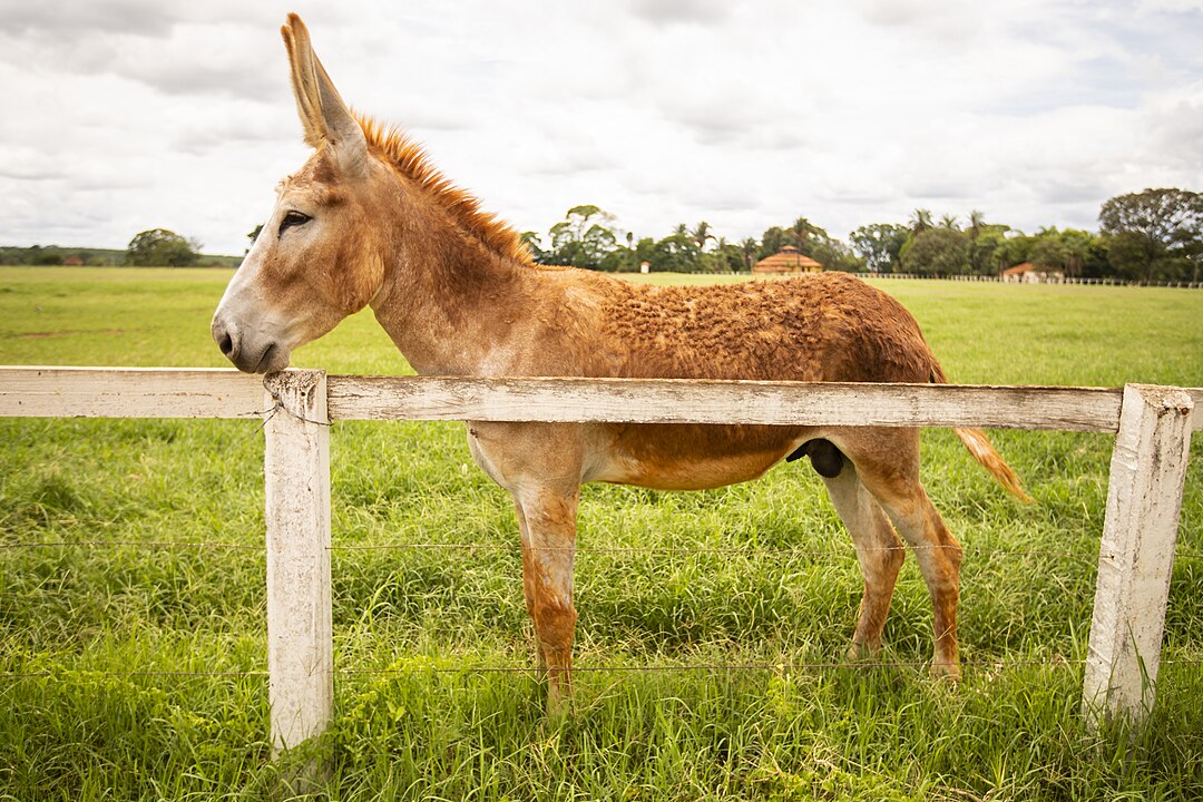 O motivo Ã© o abate dos jumentos para uso do colÃ¡geno encontrado abaixo da pele do animal. 