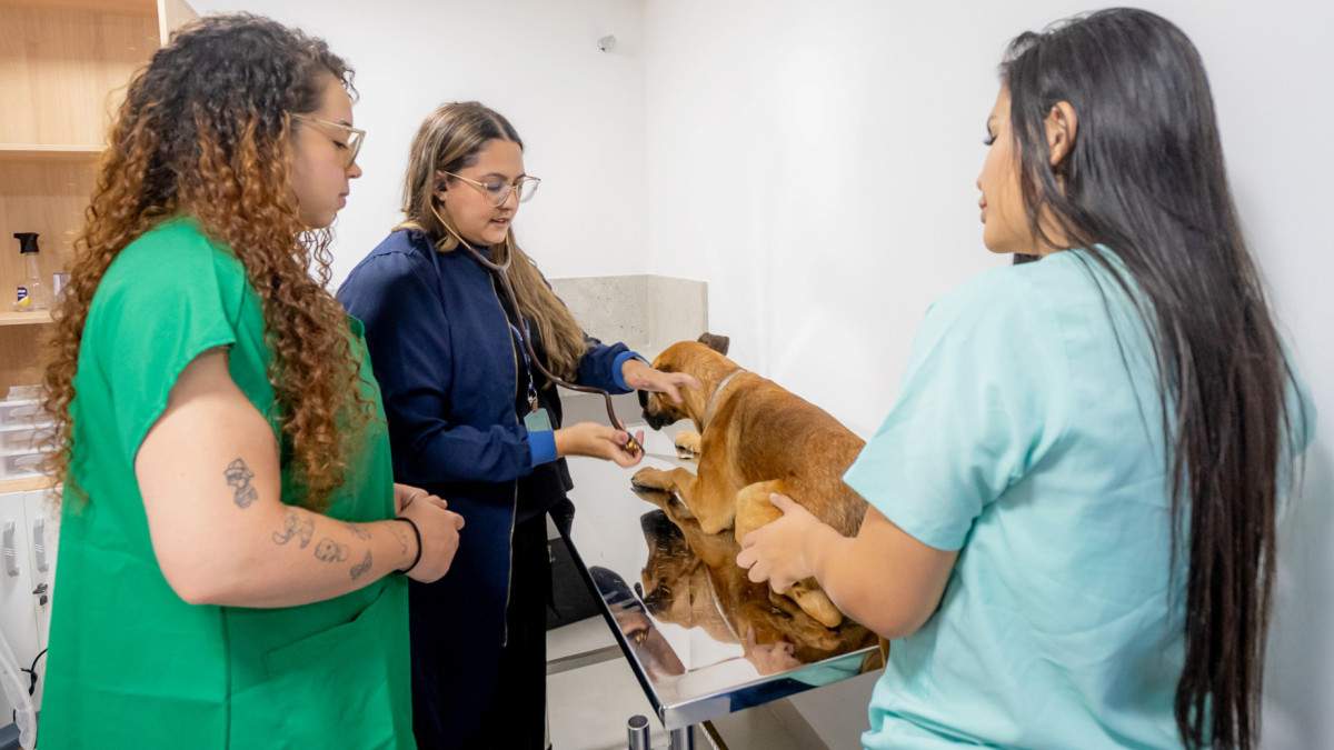 A Clínica Veterinária Harmony é espaço de práticas foi planejado para atuar como um centro completo de saúde animal