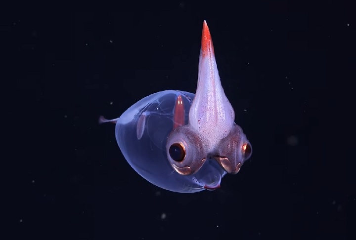 Segundo o biólogo marinho Alex Rogers, que é o diretor científico da iniciativa e professor de biologia da conservação na Universidade de Oxford, as inovações ajudarão a acelerar a velocidade e a escala da descoberta de novas formas de vida.