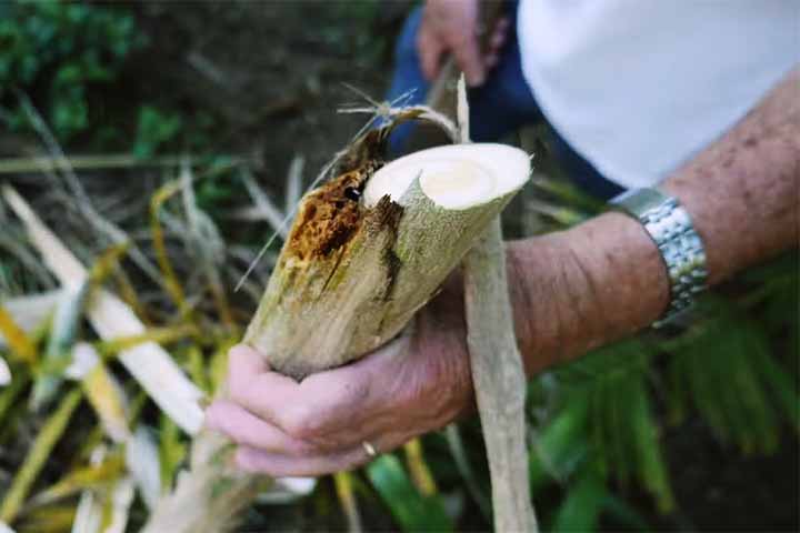 Pupunha é o mais comum tipo de palmito e bastante sustentável, uma vez que possibilita um rápido plantio e replantio. Ele tem sabor suave, miolo macio e é baixíssimo em calorias. 