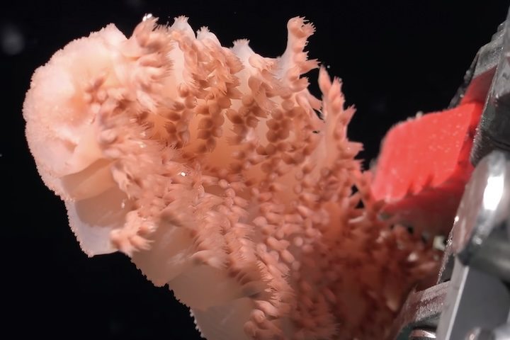 O conhecimento humano sobre a vida nas profundezas oceânicas ainda é muito pequeno.