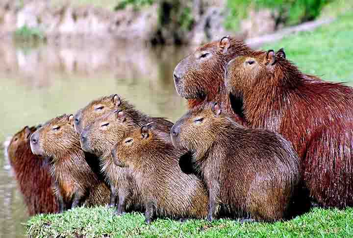 Os principais mecanismos de defesa que protegem as capivaras incluem características anatômicas específicas e que chamam a atenção. 