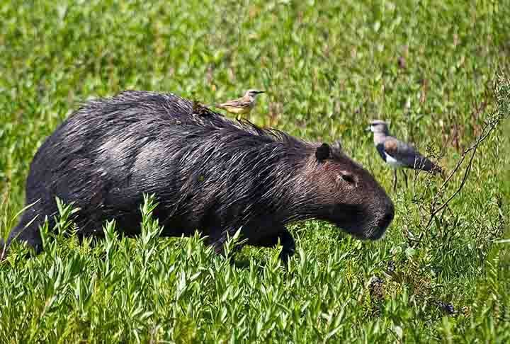 Conhecidas por sua personalidade tranquila e capacidade de conviver pacificamente com diversas espécies, as capivaras têm uma característica peculiar. Afinal, elas convivem no mesmo habitat de jacarés, mas não são presas fáceis desses répteis. 