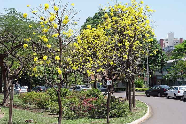 A cidade, então, desenvolveu campanhas de conscientização que se repetem ao longo dos anos. Elas buscam reforçar ideias simples como separar lixo, respeitar horários de coleta e não descartar resíduos em locais públicos.