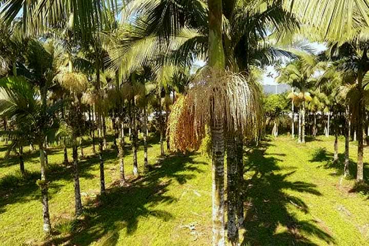 Sabor leve e delicado, o palmito da palmeira real é menos comum, mas é um produto de textura macia, cor branca e sabor brando, entre o doce e o amargo. Oriundo da Austrália, se adaptou bem ao solo e clima do Brasil. 