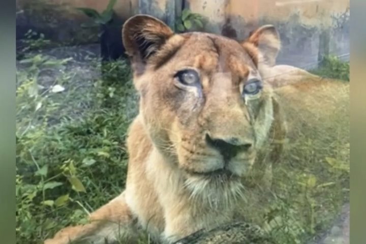 Diante dos olhares perplexos dos visitantes do zoológico, o rapaz, que havia sido recém-libertado da prisão, desceu de uma árvore e foi atacado por uma leoa. 