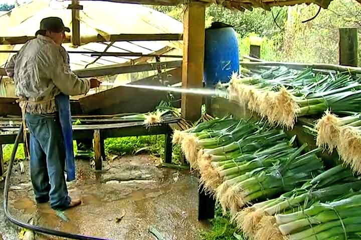 Além disso, ele conta com a inulina, um composto prebiótico que auxilia no equilíbrio da flora intestinal e melhora a absorção de nutrientes.