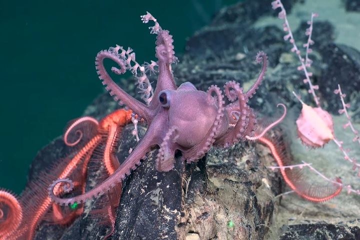 Além de identificar novas espécies, o programa também pretende compreender como os ecossistemas marinhos estão reagindo às mudanças climáticas.
