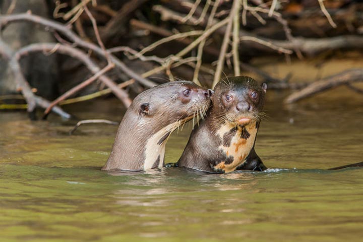 Além disso, o aumento nos avistamentos está incentivando a criação de novos percursos para guias locais, ampliando o retorno econômico gerado pelo ecoturismo.