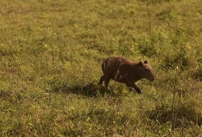 Por fim, a capivara é uma espécie de mamífero roedor da família Caviidae e subfamília Hydrochoerinae. Está incluída no mesmo grupo de roedores ao qual se classificam as pacas, cutias, os preás e o porquinho-da-índia.