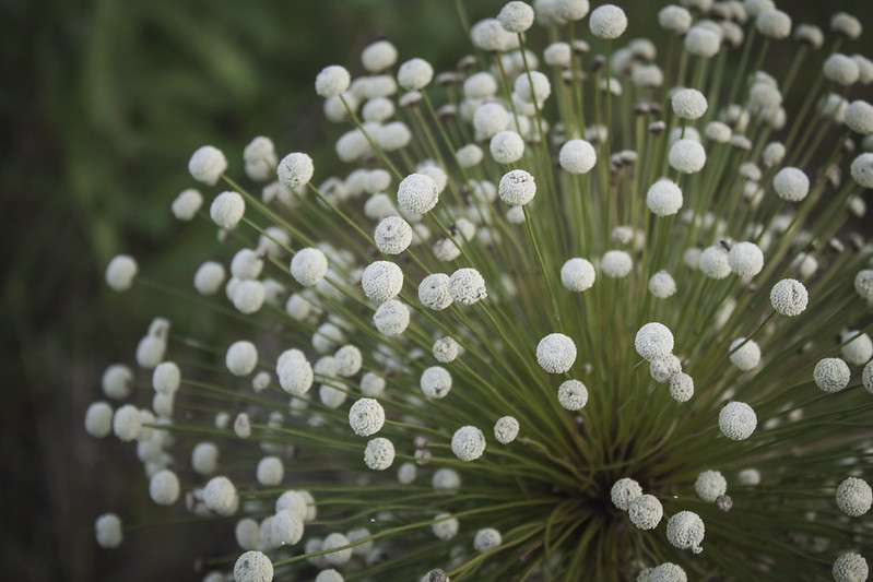 O nome JalapÃ£o foi escolhido pela grande concentraÃ§Ã£o da flor âJalapa-do-Brasilâ ou âChuveirinhoâ neste territÃ³rio. Elas prosperam entre marÃ§o e julho. SÃ£o singulares pelas pÃ©talas brancas que se destacam no Cerrado. 