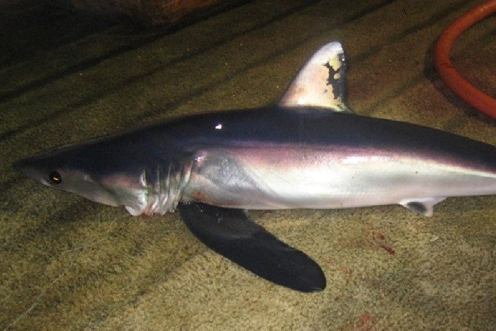 Além de sua importância ecológica, esses tubarões são conhecidos por sua agressividade quando capturados, tornando-se um desafio para pescadores.