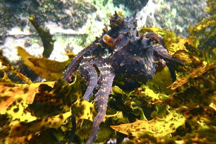 Como outras espécies de polvos, o polvo-maori possui uma notável inteligência, sendo capaz de resolver problemas, abrir conchas e até mesmo escapar de aquários. Além disso, tem alta capacidade de regeneração,  inclusive recuperando tentáculos perdidos.