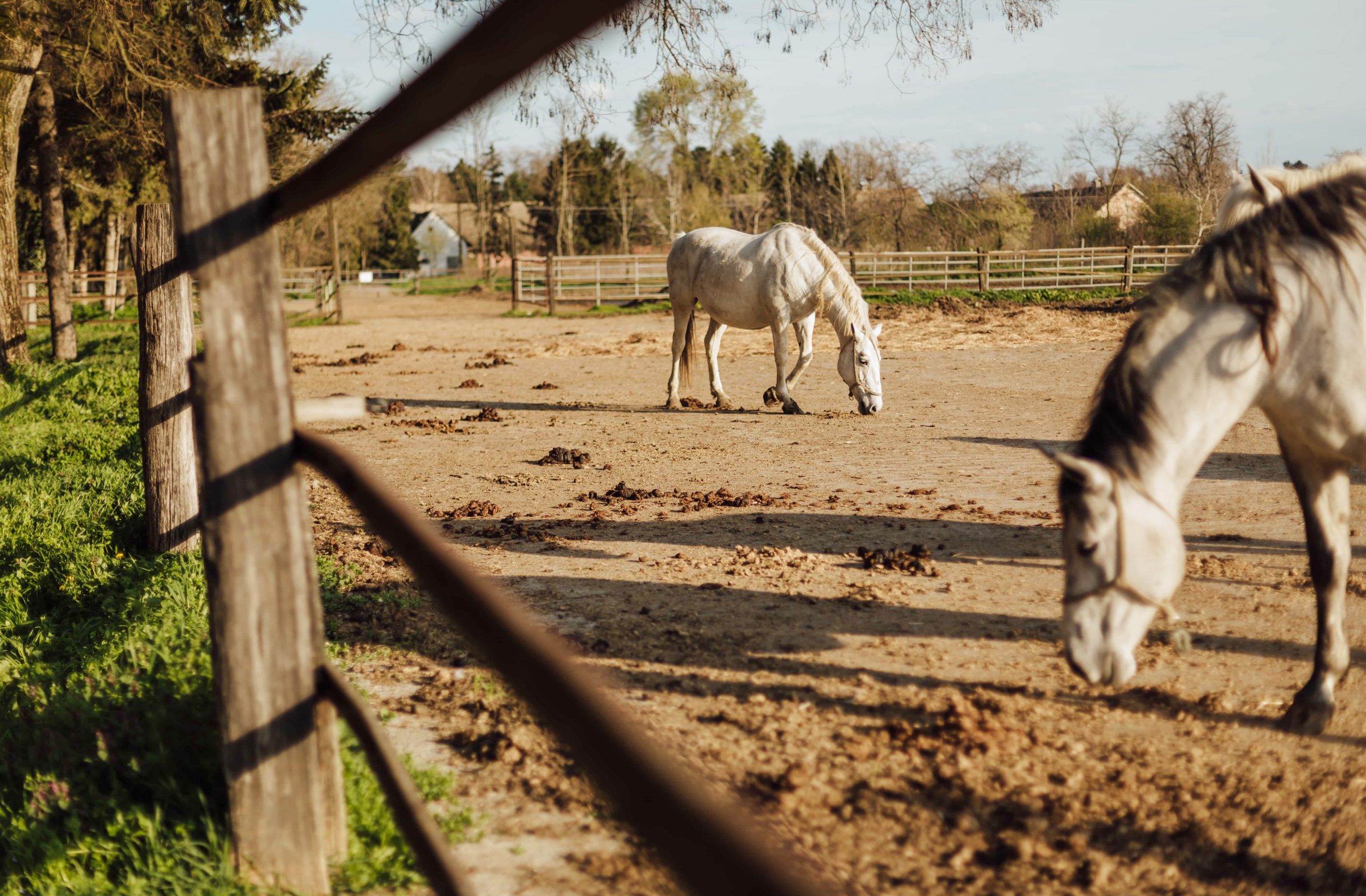 Em estados como Goiás e Mato Grosso, o termo “rancho” também pode se referir a propriedades voltadas à pecuária de pequeno porte.
Nesses casos, é comum o uso para criação de cavalos, com estrutura adaptada para esse fim. Essa variação mostra como o significado de “rancho” pode mudar conforme a região e a atividade predominante.