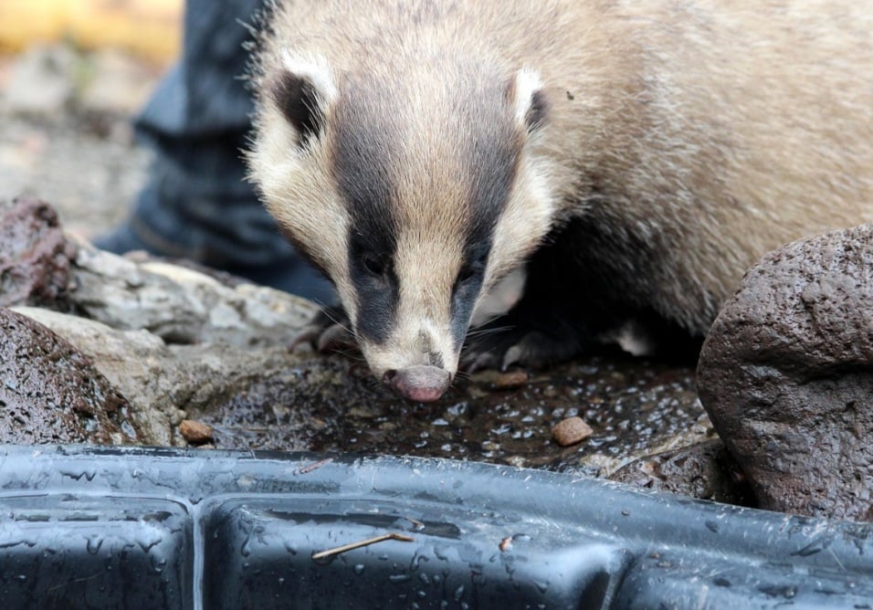 No que diz respeito à conservação, a espécie é classificada como pouco preocupante pela IUCN - União Internacional para a Conservação da Natureza -, mas a manutenção de seu habitat é fundamental.