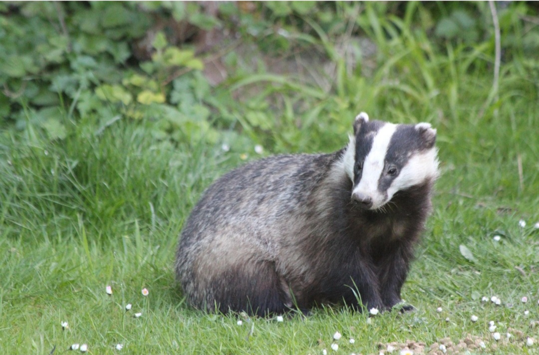A reprodução dos texugos é bastante estratégica. Eles atingem a maturidade reprodutiva entre 14 e 15 meses. Podem acasalar durante o ano todo, mas há dois períodos mais frequentes: de fevereiro a maio e de julho a setembro.