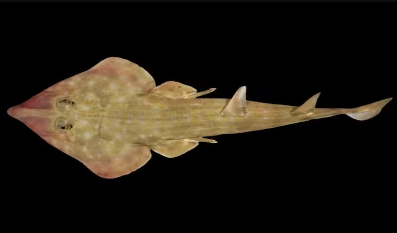 Segundo Michelle Taylor, chefe de Ciência do Censo dos Oceanos, a descoberta de 30 espécies, com menos de 30% das amostras avaliadas, ressalta a imensa biodiversidade ainda não registrada no Oceano Antártico.