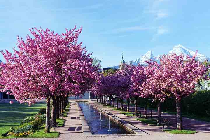 A origem das cerejeiras remonta ao continente asiático, e no Japão, elas se tornaram símbolos culturais desde o período Heian (794-1185), quando a aristocracia passou a cultivá-las em jardins e a incluí-las em poemas e pinturas. 