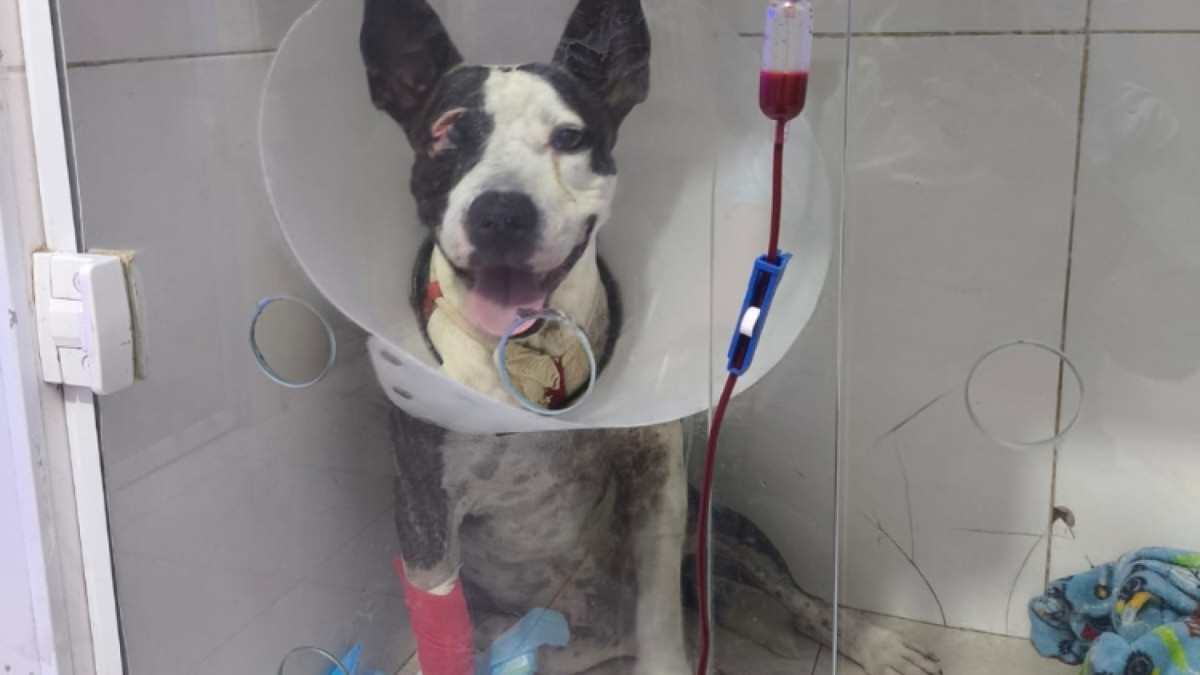 Após ser alvejado, Kowalski perdeu um dos olhos e sua pata precisará ser amputada. O custo das cirurgias é de R$ 10 mil