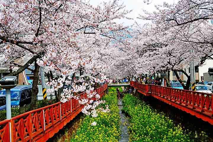 Realizado em Jinhae, o maior festival de cerejeiras da Coreia do Sul exibe milhões de flores desabrochando em ruas, parques e ao longo do famoso canal Yeojwacheon. A cidade, conhecida por sua base naval, se enche de visitantes que vêm apreciar a paisagem mágica.