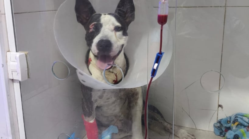 Após ser alvejado, Kowalski perdeu um dos olhos e sua pata precisará ser amputada. O custo das cirurgias é de R$ 10 mil 