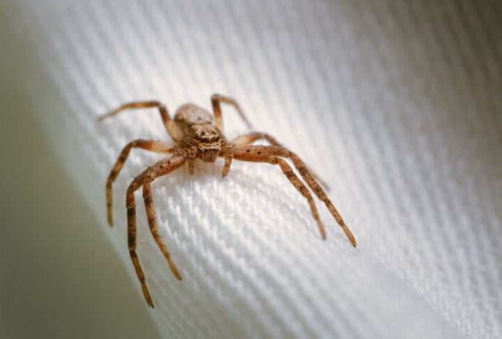 A aranha-marrom está entre os aracnídeos mais perigosos nas áreas urbanas do Brasil. Os números passam de 43 mil acidentes com aranhas nos últimos dois anos, e ela lidera as ocorrências. O Sul concentra a maioria dos casos, especialmente no estado do Paraná.