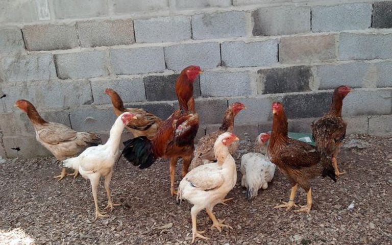 Além de humanos, percevejos podem atacar outros mamíferos de sangue quente, como cães, gatos, coelhos e até aves domésticas, se estiverem disponíveis. Espécies relacionadas, como Cimex hemipterus, também podem atacar aves em habitats específicos.
