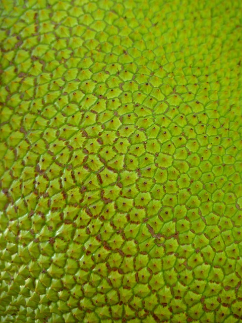 A jaca contém vitamina C, flavonoides e carotenoides, compostos antioxidantes que protegem a pele contra os danos causados pelo excesso de radicais livres. Eles, então, ajudam a evitar o surgimento de rugas, flacidez e envelhecimento precoce.