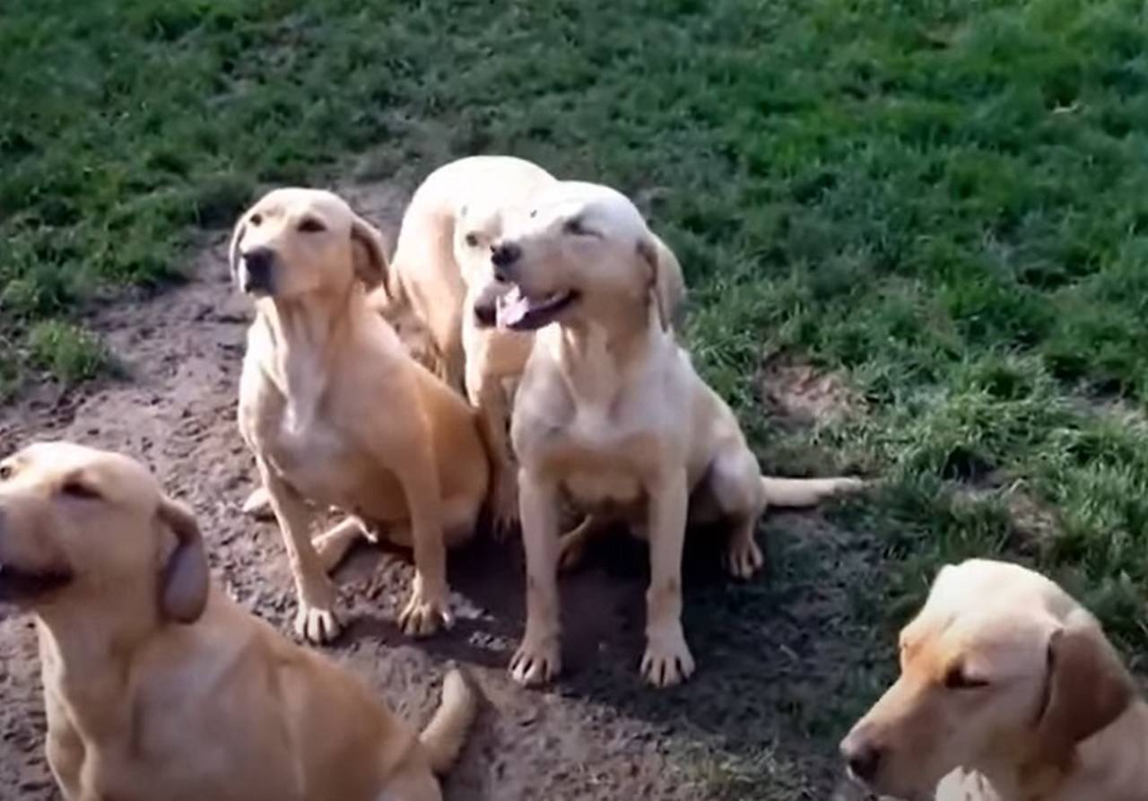 Labrador Retriever - Amável e sociável, o Labrador combina inteligência emocional e lógica. É amplamente usado como cão-guia e de assistência devido à sua facilidade de aprendizado.