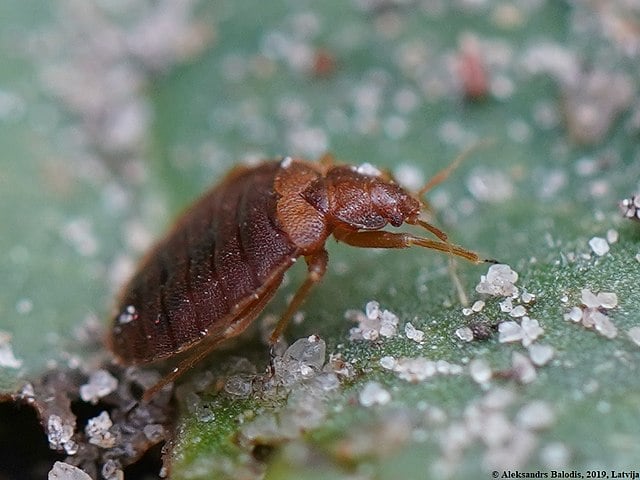 O percevejo marrom asiático já é considerado uma das pragas mais preocupantes no Brasil, pois ataca mais de 170 espécies de plantas cultivadas e ornamentais. Sem predadores naturais locais, sua população cresce rapidamente e causa impacto direto na agricultura. A chegada do outono intensifica o problema, já que os insetos buscam abrigo em casas e construções.
